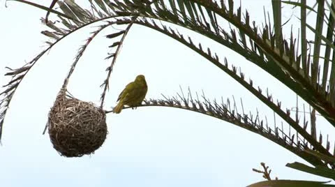 Weaver on Palm Tree Stock Footage 21195634