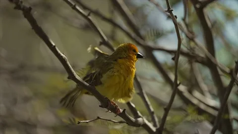 Weaver shakes off feathers side view Stock Footage 151295085