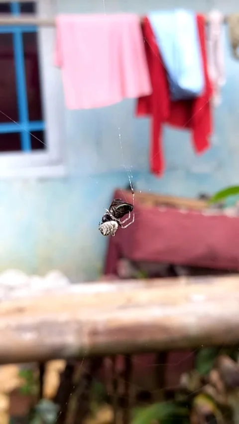 Weaver Spider Holding Prey in Web, Swaying in the Wind Stock Footage 322918445
