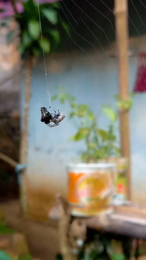Weaver Spider Holding Prey in Web Under Changing Light Stock Footage 322919039
