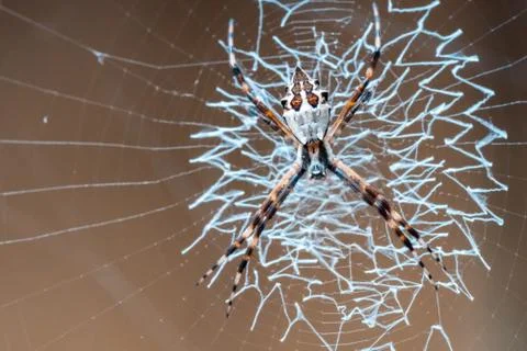 Weaver spider preparing its eggs in its web, macro photography Stock Photos