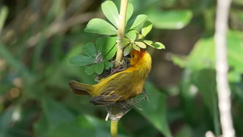 Weaver starting nest weave Stock Footage 158460272
