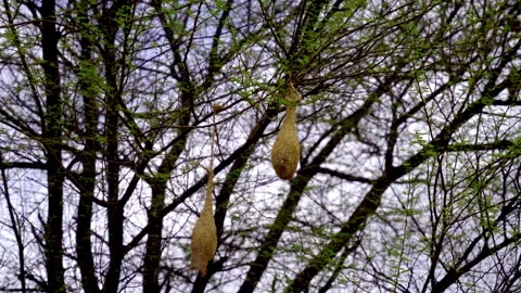 Weaver&amp;#039;s nests on the tree 库存影片 313572194
