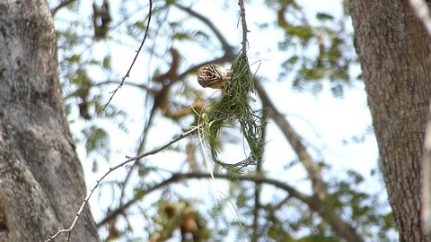 Weaverbird Stock Footage 105662282