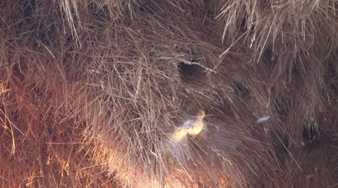 Weaverbird at nest Stock Footage 12145950