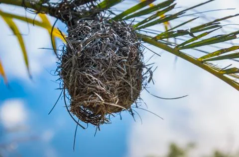 Weavers bird nest Stock Photos
