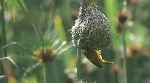Weavers build a nest 2 库存影片 59313911
