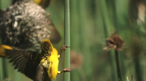 Weavers build a nest 库存影片 59313958