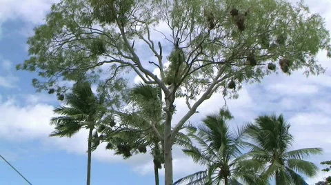 Weavers 스톡 동영상 134263