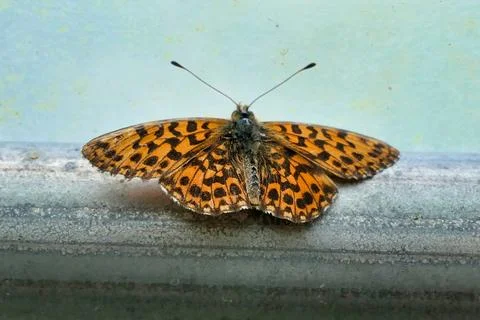 Weavers Fritillary. Stock Photos
