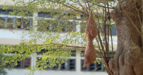 A weaver's nest hangs under a tree.Weaver's nest. Stock Footage 297890721