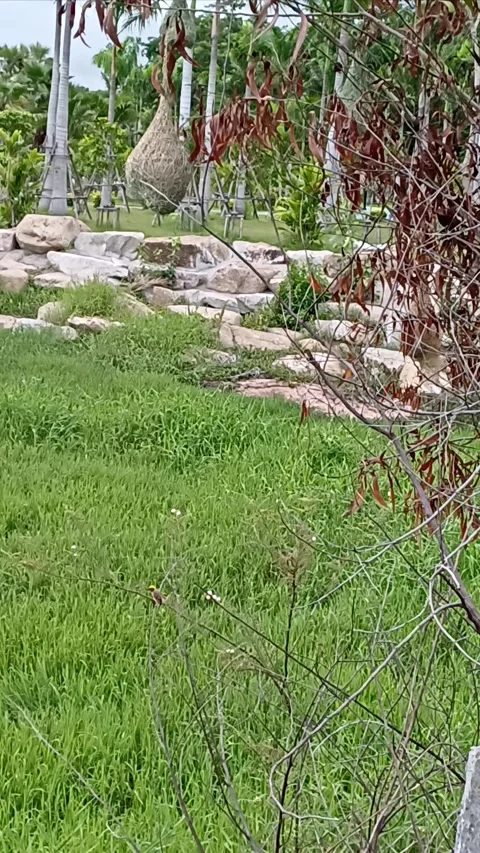 Weaver's nest1 Stock Footage 277379017