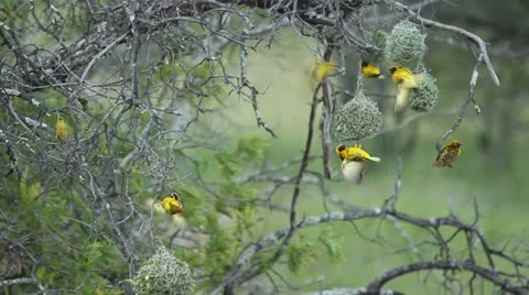 Weavers with their nests Video stock 20488066