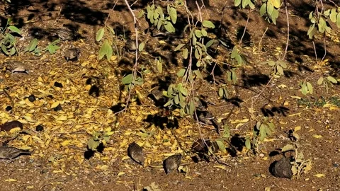Weavers under a tree looking for food	 Stock Footage 330447176