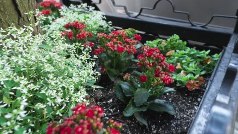 Weaving around a square garden bed filled with red and white flowers Stock Footage 242313353