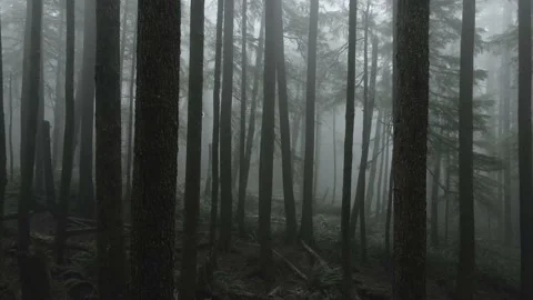 Weaving between trees of a fog shrouded creepy evergreen forest, aerial fpv 스톡 동영상 145239333