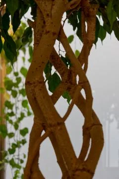Weaving of ficus branches Stock Photos