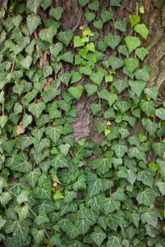 Weaving ivy on the bark of an old tree. natural texture, background, close-up. Foto stock