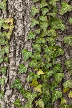 Weaving ivy on the bark of an old tree. natural texture, background, close-up. Stock Photos