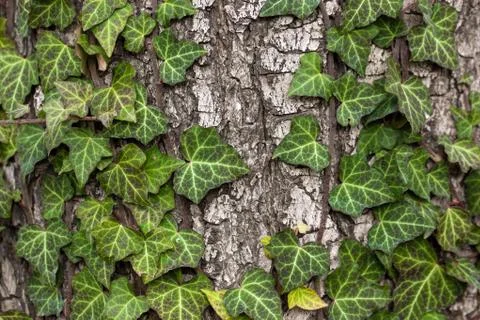 Weaving ivy on the bark of an old tree. natural texture, background, close-up. Stock Photos