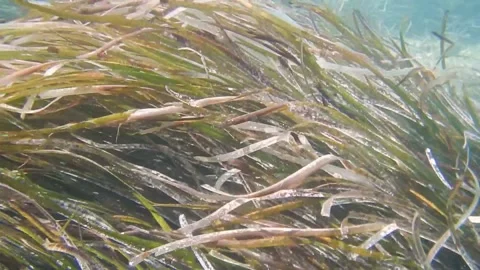 Weaving Seugrass Stock Footage 165870674