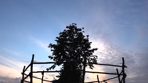 Weaving Tree in Sunset Stock Footage 140368815