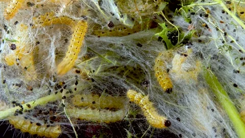 Weaving trees with cobwebs by larvae. Ca... | Stock Video | Pond5