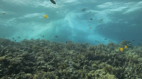 Weavs break over the reef 動画素材 22694119