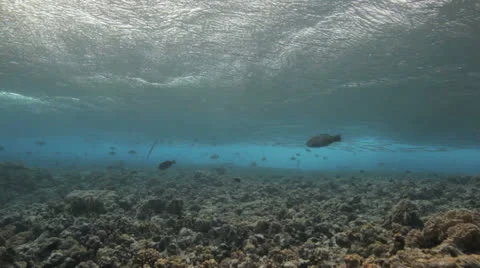 Weavs break over the reef Stock Footage 22694223