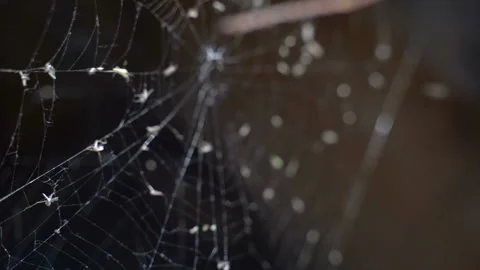 Web on an abandoned structure. Slow motion 库存影片 117529288
