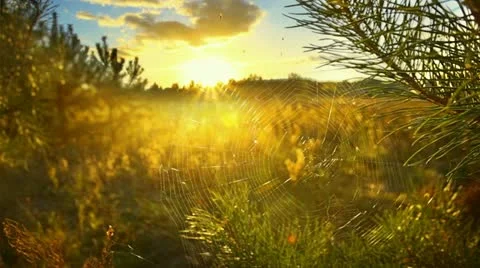Web and fog Stock Footage 11946938