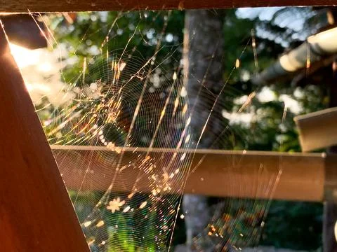 The web and the spider against the background of the golden rays of the sun Stock-Fotos