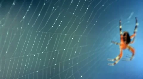 Web and spider Stock Footage 8680802