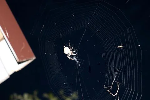 Web with an Araneus orb weaver spider and its prey against the night sky 스톡 사진