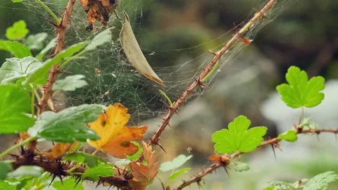 Web on autumn foliage. Stock Footage 306658034