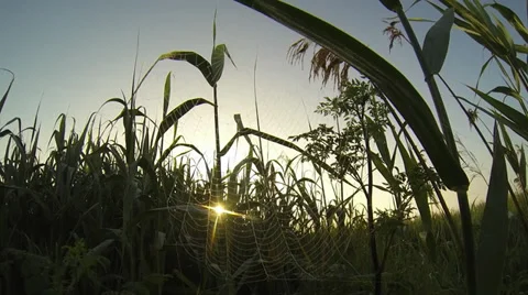 Web on background sun rays Stock-Footage 38715086