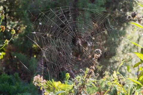 Web between branches Stock Photos