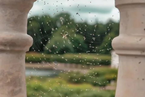A web between two columns with small trapped beetles Stock Photos