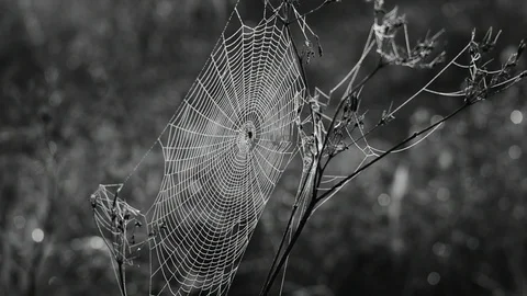 Web on a blade of grass Stock Footage 116471243