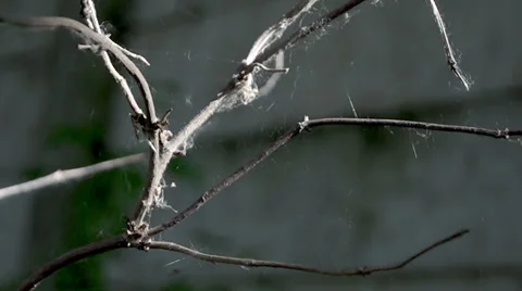 The web on a branch 스톡 동영상 38706613