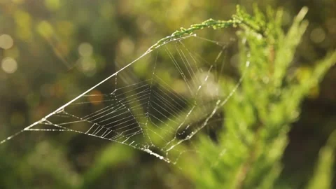 Web on a branch Stock Footage 221501263