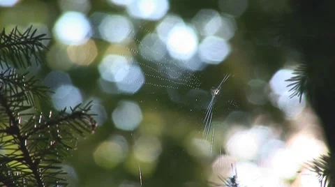 Web on the branches 2 Stock Footage 8648364