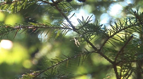 Web on the branches 3 Stock Footage 8648373