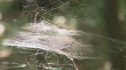 Web on the branches 4 Stock Footage 8648375