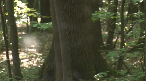 Web on the branches 5 Stock Footage 8648365