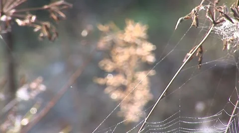 Web on the branches 6 Stock Footage 8794729