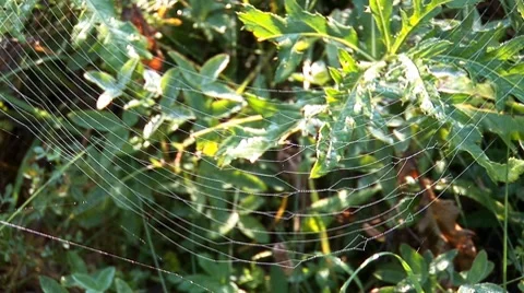 Web on the branches 7 Stock Footage 8794500