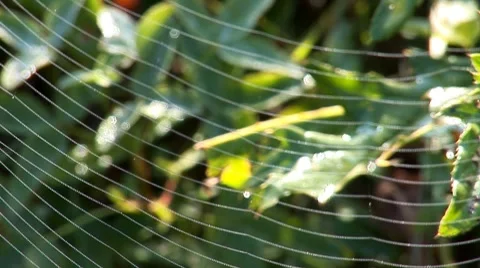 Web on the branches 9 Video stock 8794673