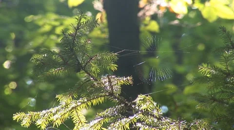 Web on the Branches Stock Footage 8648374