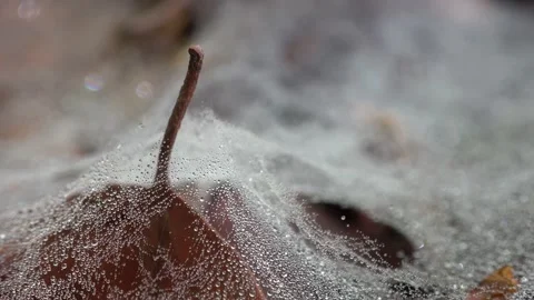 Web of canopy spider on the forest floor, Linyphia triangularis Stock Footage 154057658